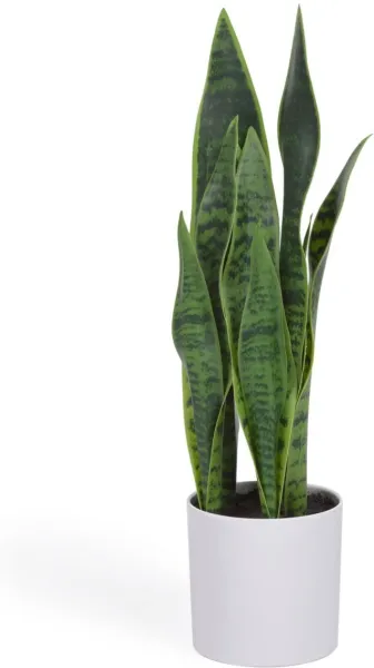 Sansevieria, Tekokasvi, valkoinen, H55x18x19 cm